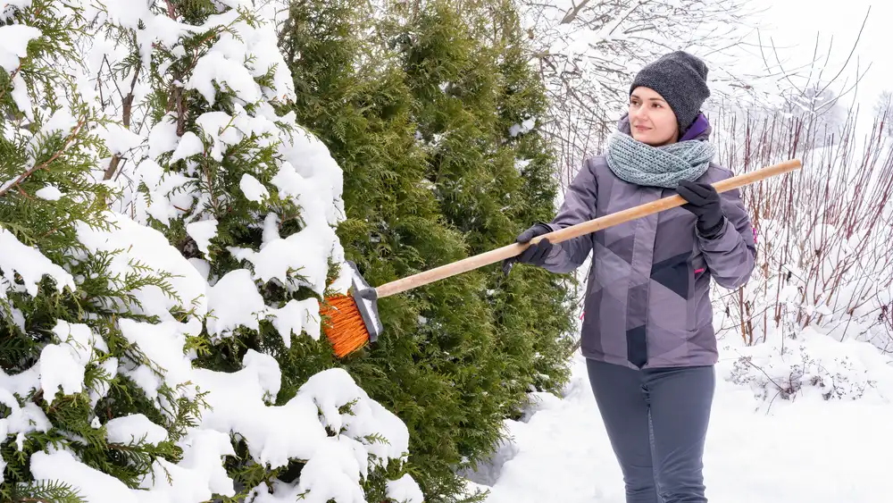 Business Growth Rooted in Nature Unveiling Winter Tree Care Tips for Entrepreneurs
