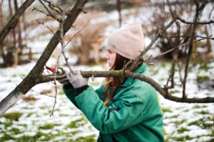 Tree Care Tips for Winter