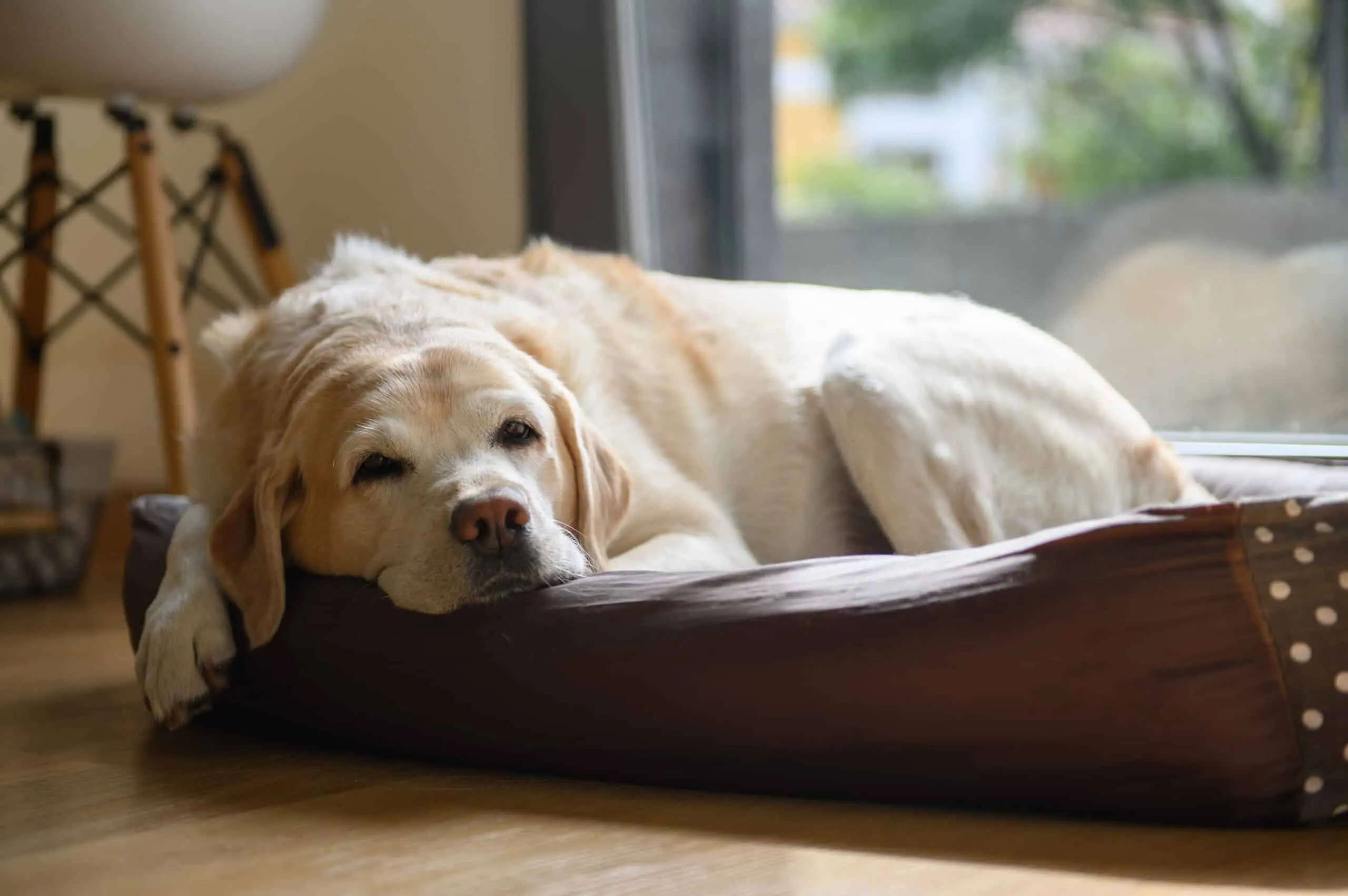 exploring in-home pet euthanasia