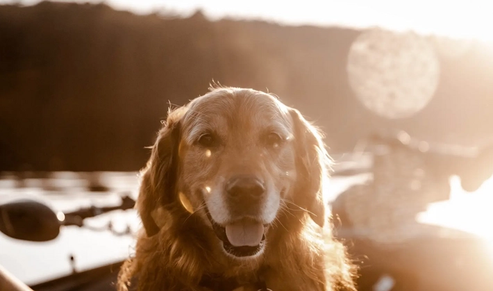 Choosing Between Taxidermy and Pet Cremation