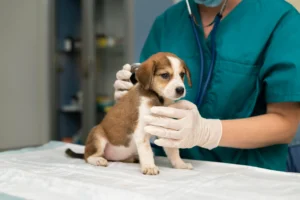 How in-home veterinary visits work