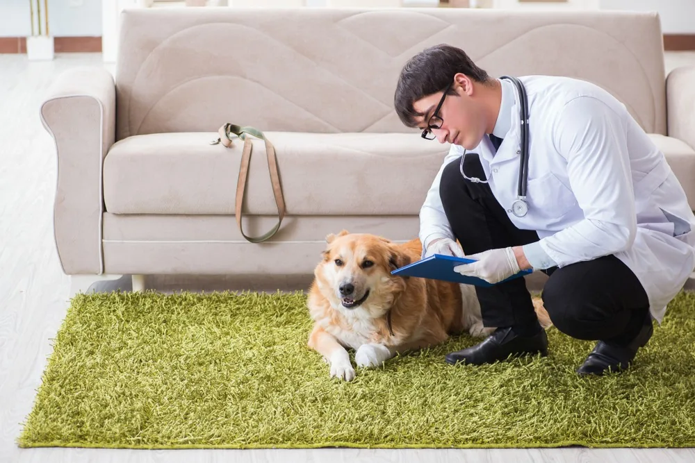 Top Benefits of In-Home Veterinary Visits for Busy Business Owners