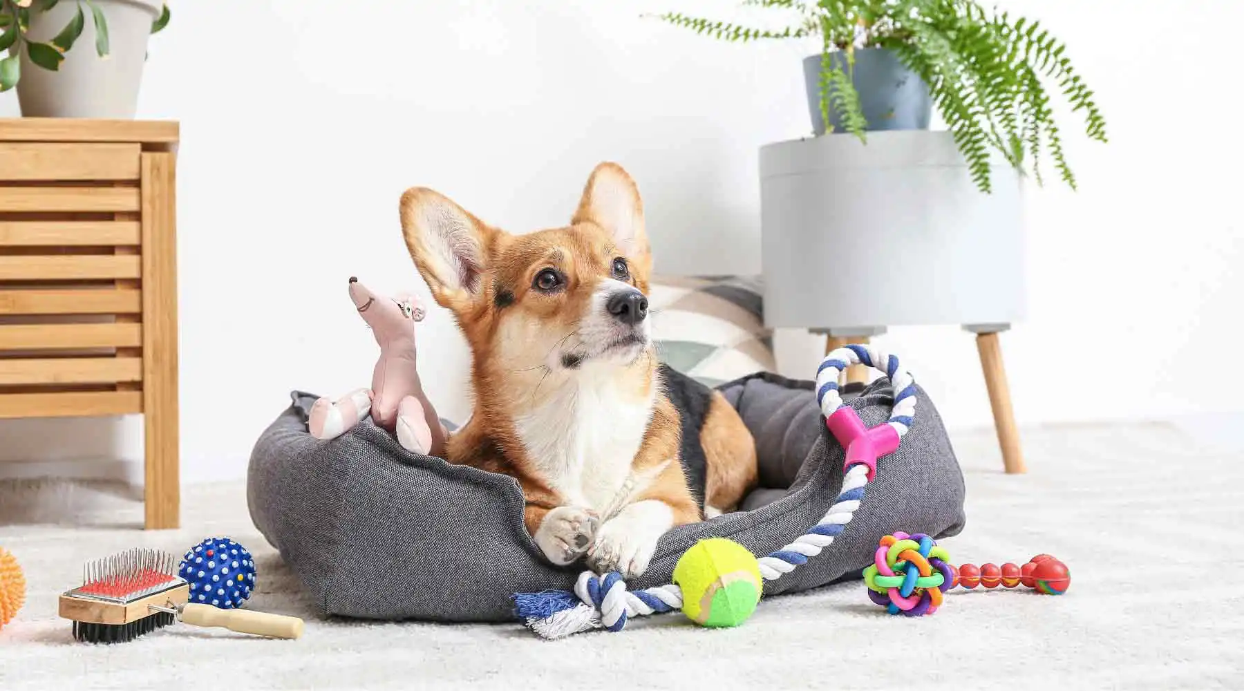 Best Materials for Custom Dog Products