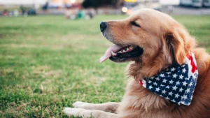 The Best Materials for Custom Dog Products