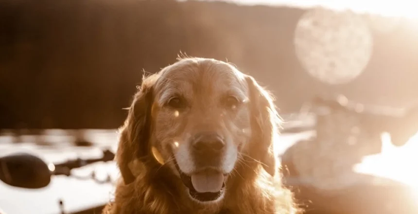 Choosing Between Taxidermy and Pet Cremation