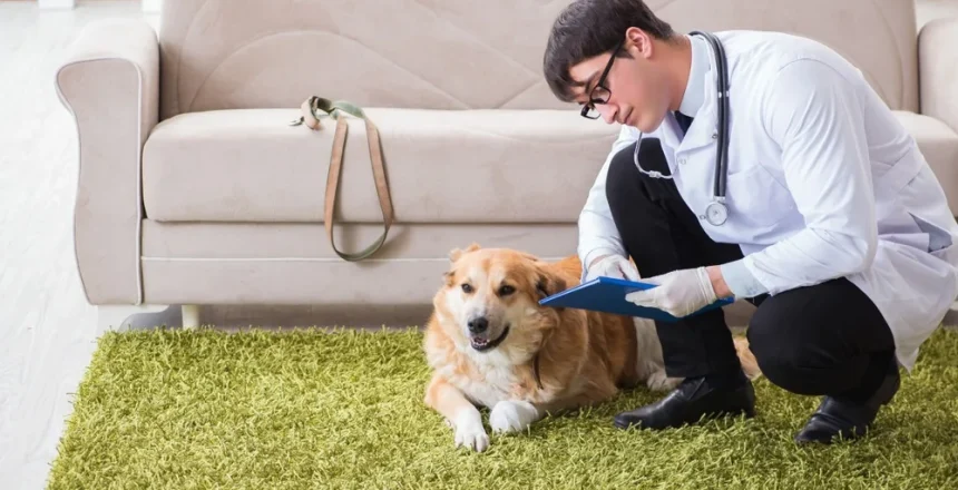 Top Benefits of In-Home Veterinary Visits for Busy Business Owners